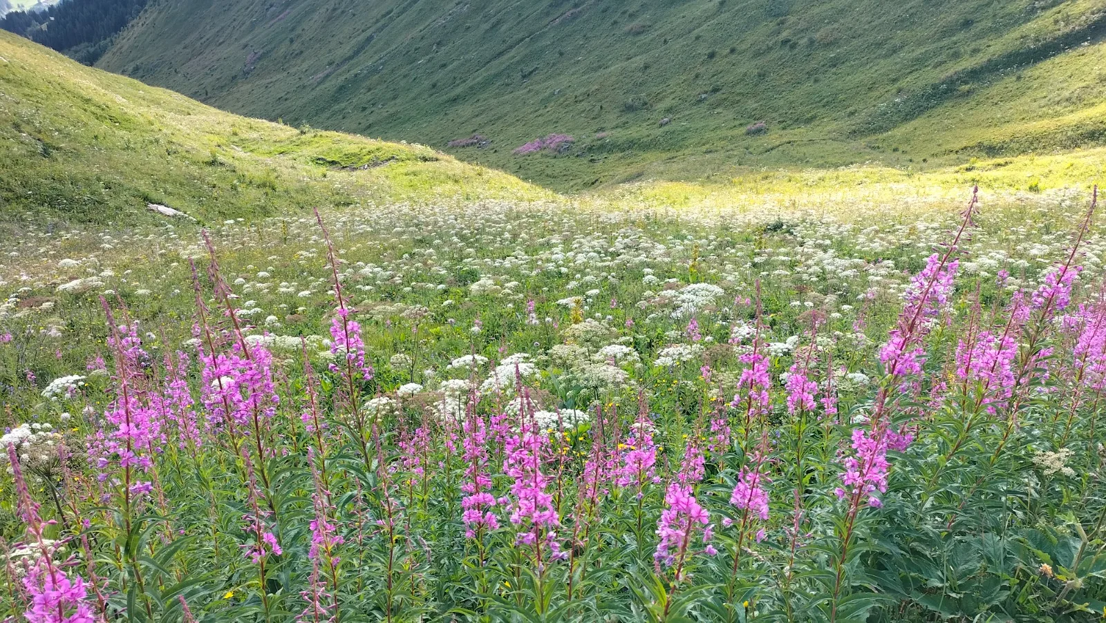 Prairie alpine fleurs