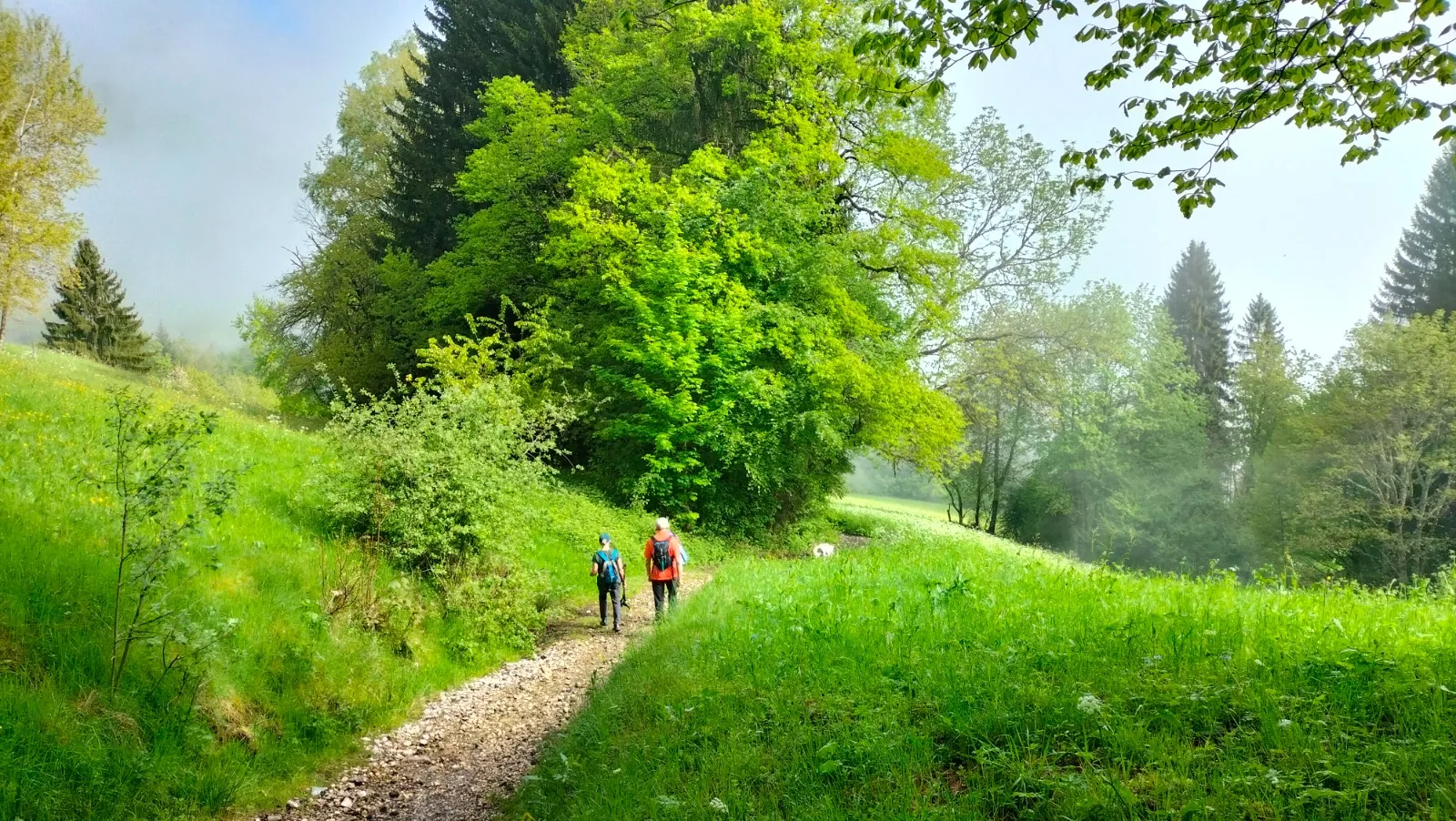 Randonnée forêt